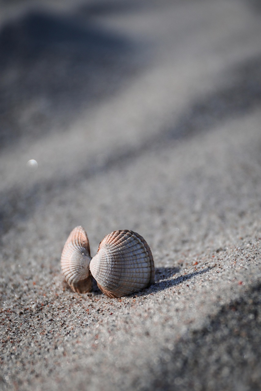 Sea shells by the sea shore
